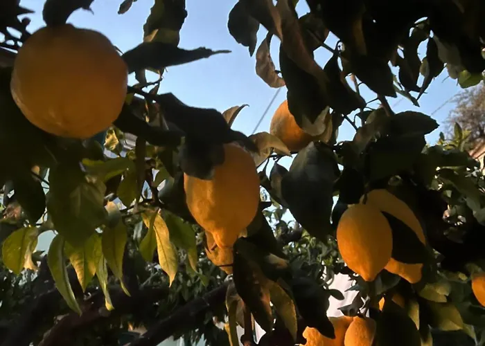 Apartment Alida's House